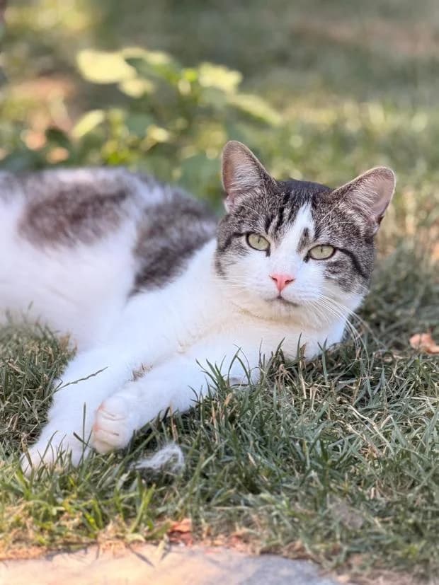 Inoxtag, male European Shorthair for adoption at Fondation Brigitte Bardot, Paris