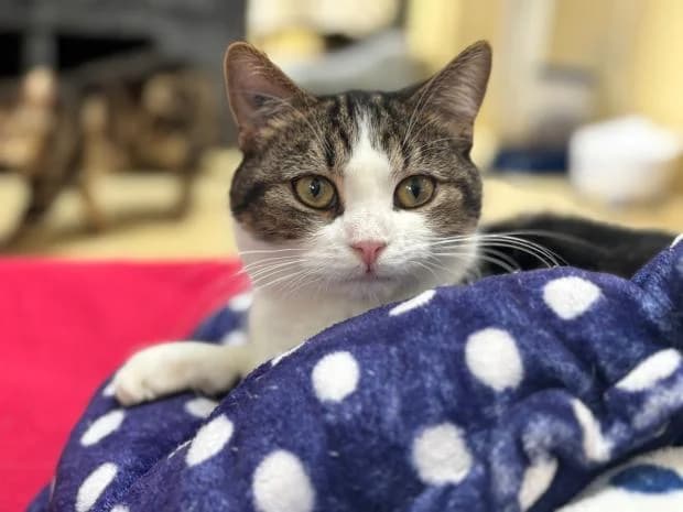 Amixem, male European Shorthair for adoption at Fondation Brigitte Bardot, Paris