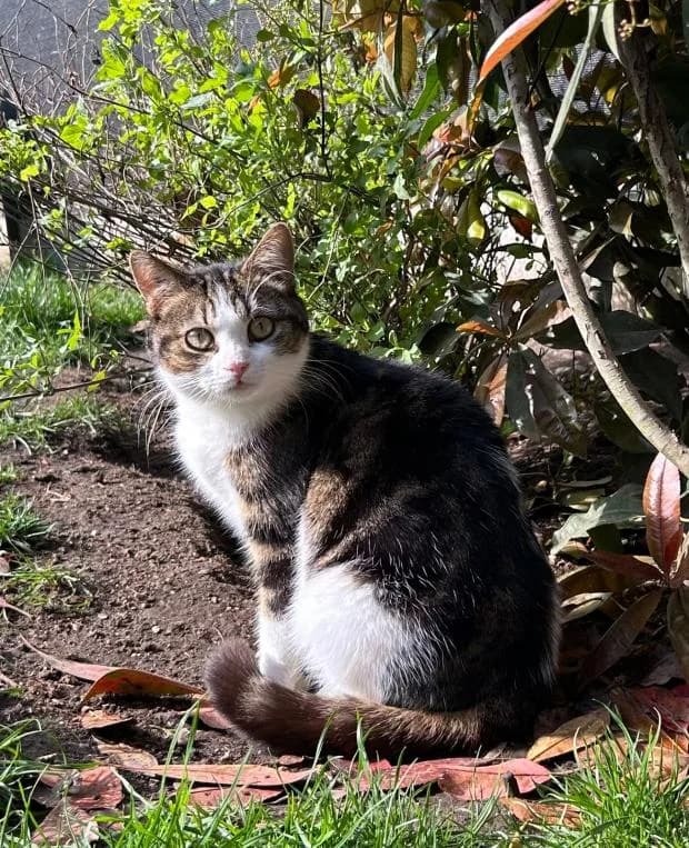 Amixem, male European Shorthair for adoption at Fondation Brigitte Bardot, Paris