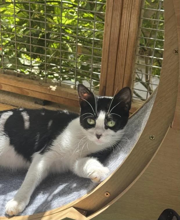 Mylene, female Mixed Breed for adoption at Fondation Brigitte Bardot, Paris
