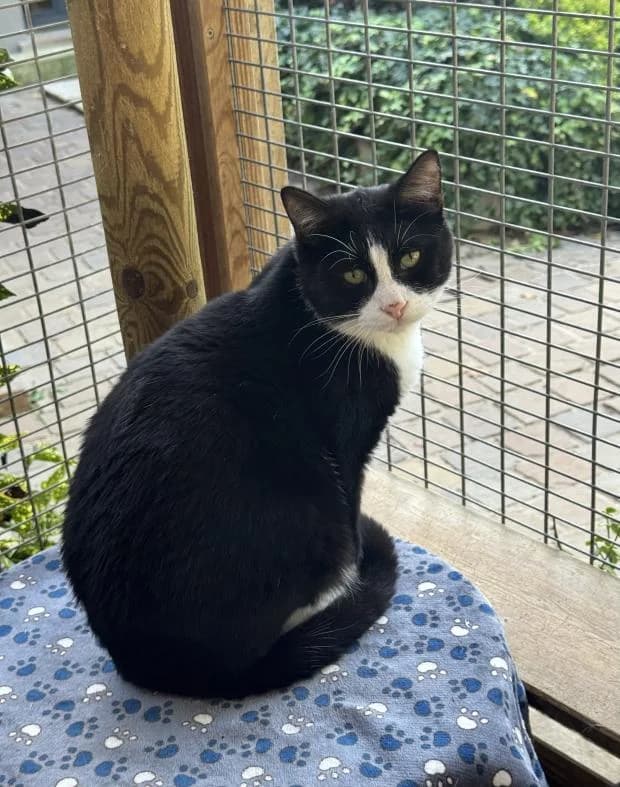 Johnny, male Mixed Breed for adoption at Fondation Brigitte Bardot, Paris
