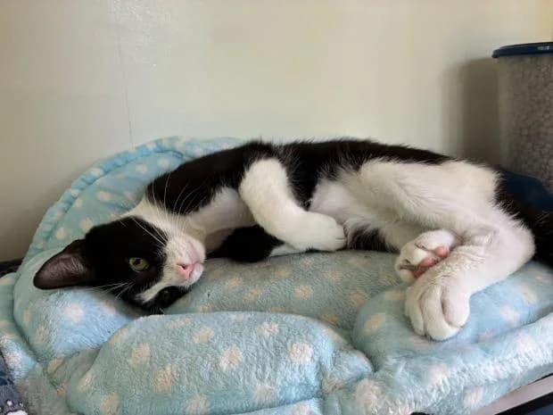 Johnny, male Mixed Breed for adoption at Fondation Brigitte Bardot, Paris