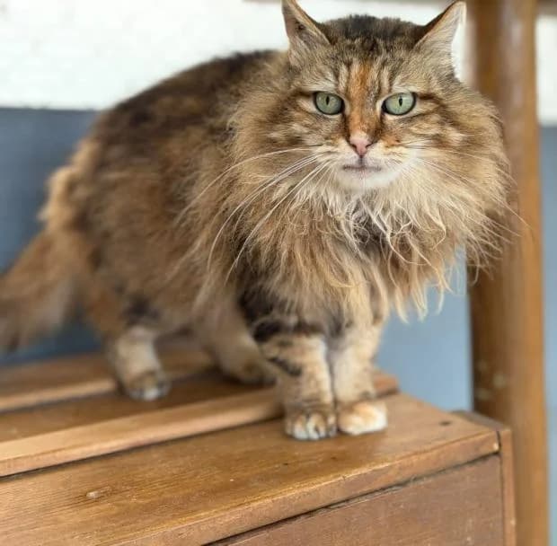 Quebec, female European Shorthair for adoption at Fondation Brigitte Bardot, Paris