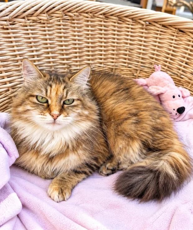 Quebec, female European Shorthair for adoption at Fondation Brigitte Bardot, Paris