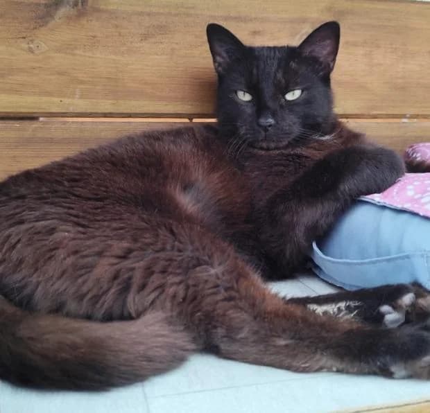 Oriana, female Mixed Breed for adoption at Fondation Brigitte Bardot, Paris