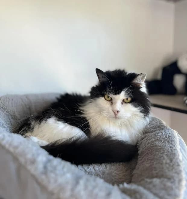 Flavy, female Mixed Breed for adoption at Fondation Brigitte Bardot, Paris