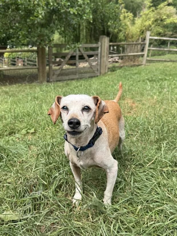 Hana, female senior Mixed Breed for adoption at Fondation Brigitte Bardot, Paris