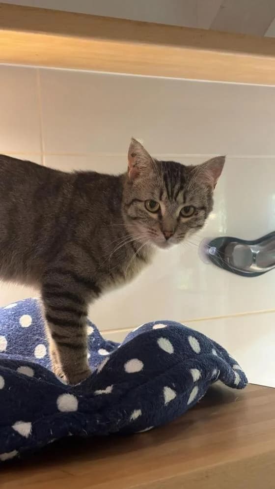 Geoffrey, male Mixed Breed for adoption at Fondation Brigitte Bardot, Paris