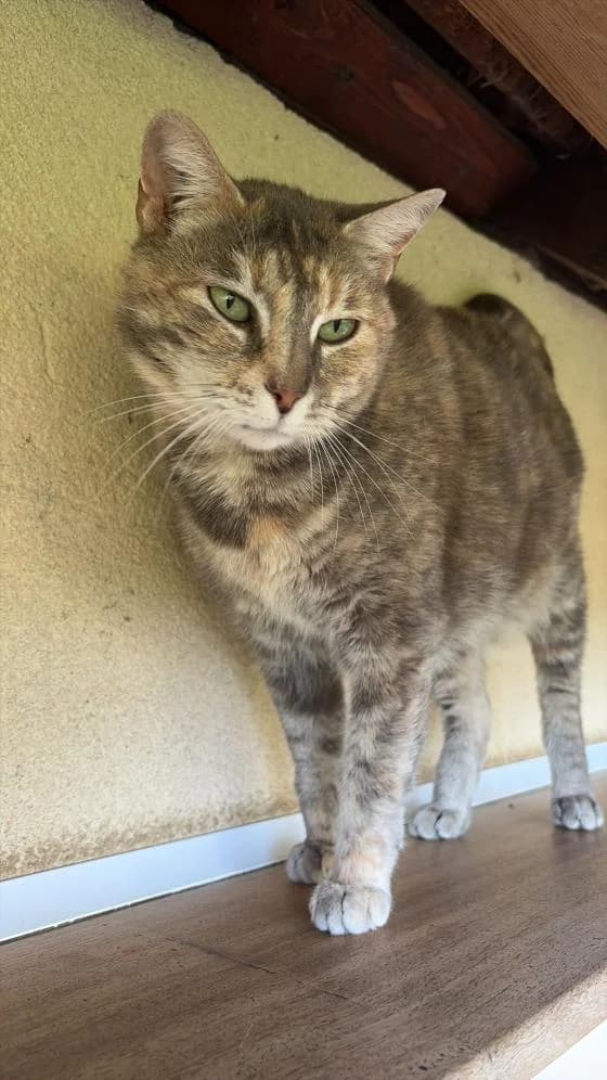 Lina, female European Shorthair for adoption at Fondation Brigitte Bardot, Paris