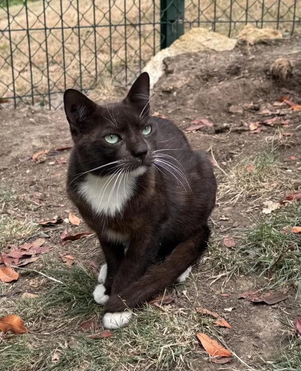 Gaston, male Mixed Breed for adoption at Fondation Brigitte Bardot, Paris