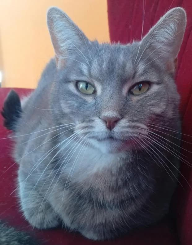 Santa Alias Apache, female European Shorthair for adoption at Fondation Brigitte Bardot, Paris