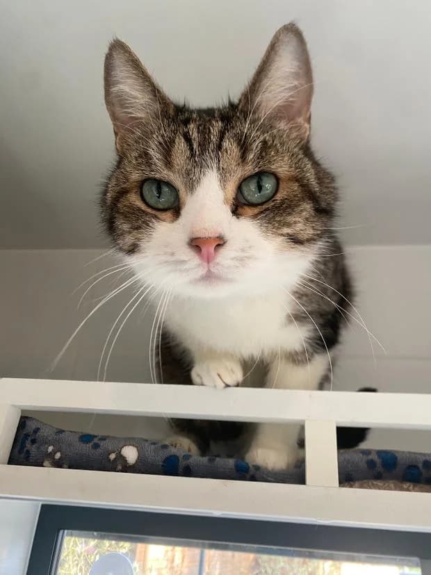 Catoune, male Mixed Breed for adoption at Fondation Brigitte Bardot, Paris