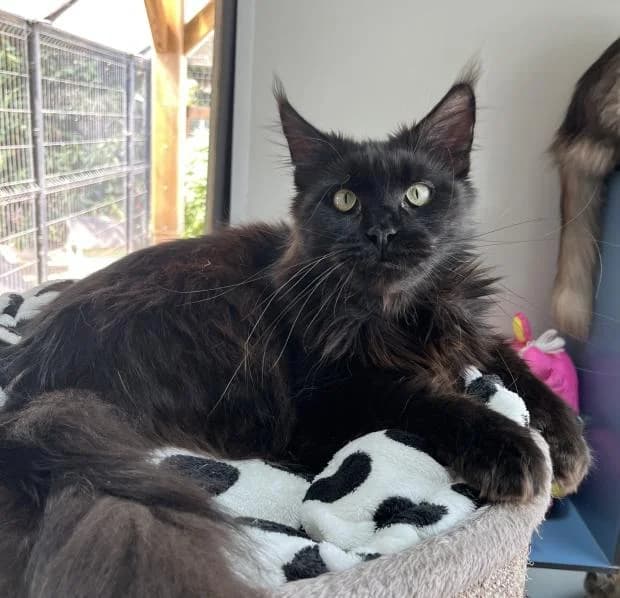 Viviane, female Maine Coon for adoption at Fondation Brigitte Bardot, Paris