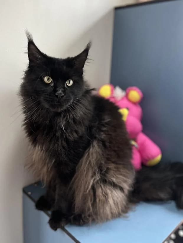 Viviane, female Maine Coon for adoption at Fondation Brigitte Bardot, Paris