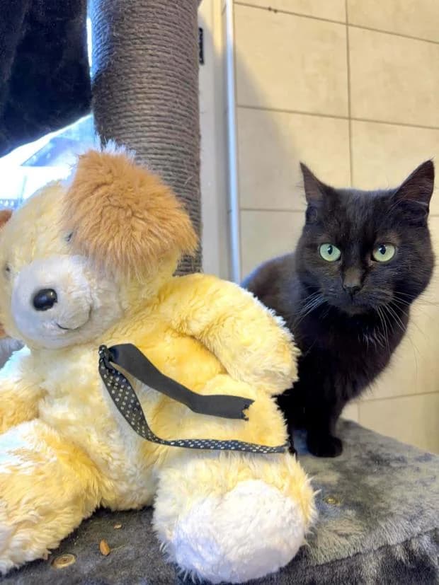 Gamine, female Mixed Breed for adoption at Fondation Brigitte Bardot, Paris