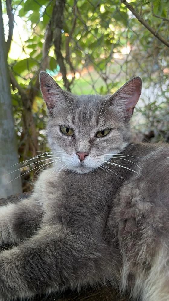 Grigri, female Mixed Breed for adoption at Fondation Brigitte Bardot, Paris