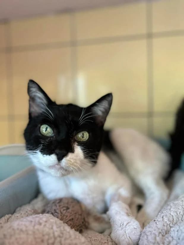 Bianca, female European Shorthair for adoption at Fondation Brigitte Bardot, Paris