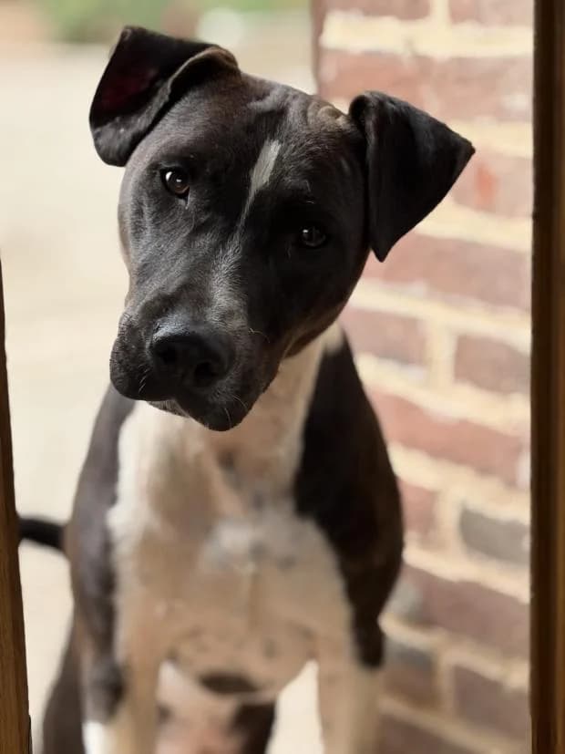 Volt, male Mixed Breed for adoption at Fondation Brigitte Bardot, Paris