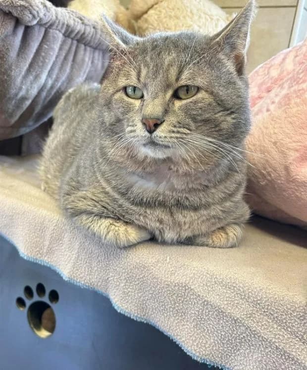 Fevrier, male European Shorthair for adoption at Fondation Brigitte Bardot, Paris
