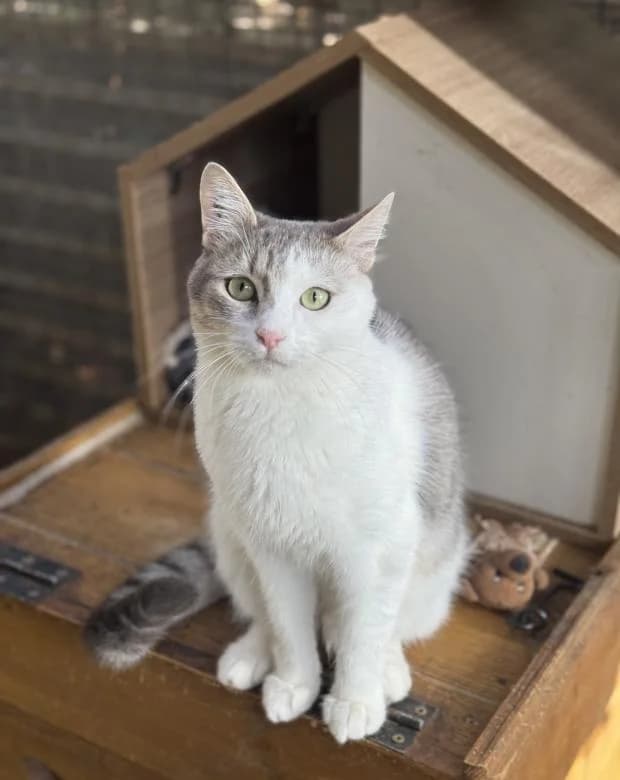 Simba, male Mixed Breed for adoption at Fondation Brigitte Bardot, Paris