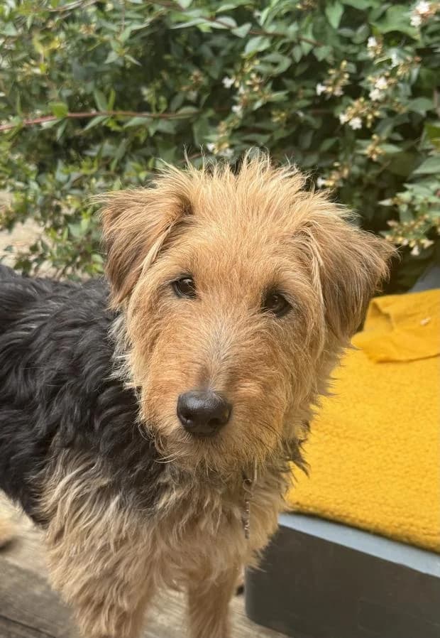 Rina, female Mixed Breed for adoption at Fondation Brigitte Bardot, Paris
