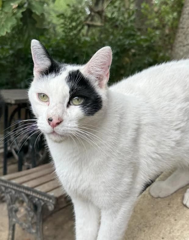 Uness, male Mixed Breed for adoption at Fondation Brigitte Bardot, Paris