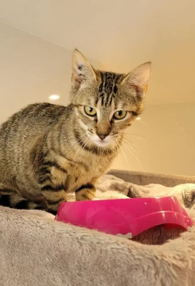 Igloo, female Mixed Breed for adoption at Fondation Brigitte Bardot, Paris