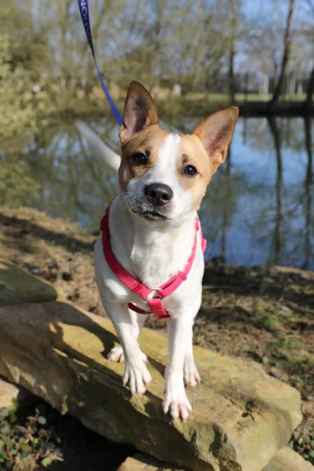 Snow, male Mixed Breed for adoption at Fondation Brigitte Bardot, Paris