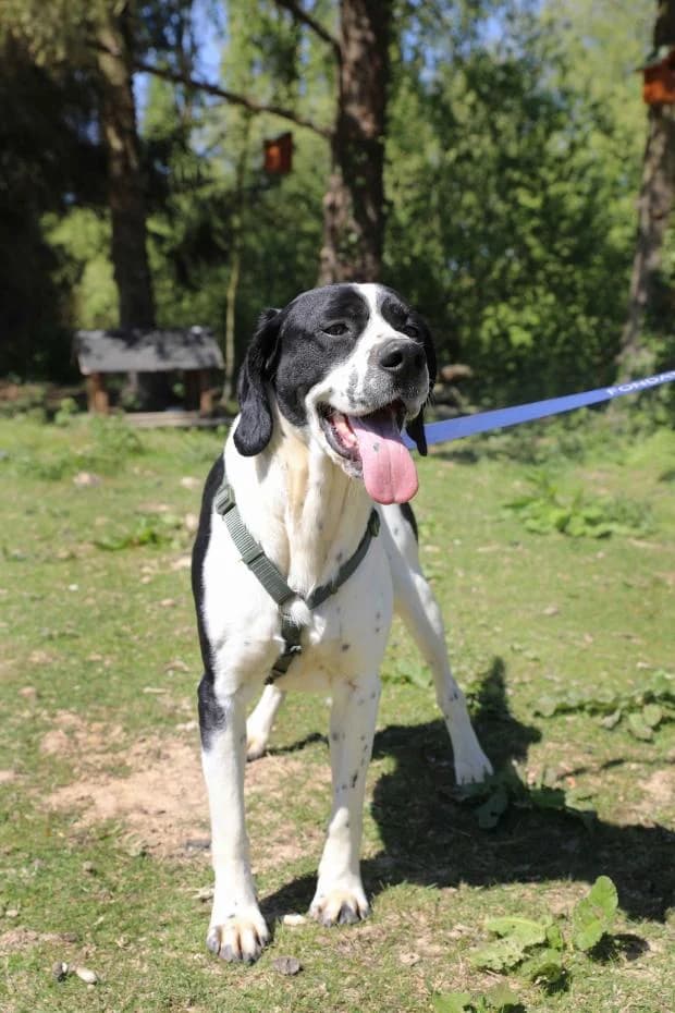 Archi, male Pointer for adoption at Fondation Brigitte Bardot, Paris