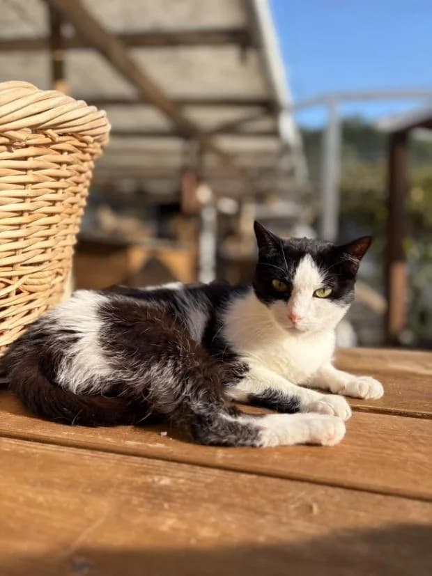 Aelin, female Mixed Breed for adoption at Fondation Brigitte Bardot, Paris