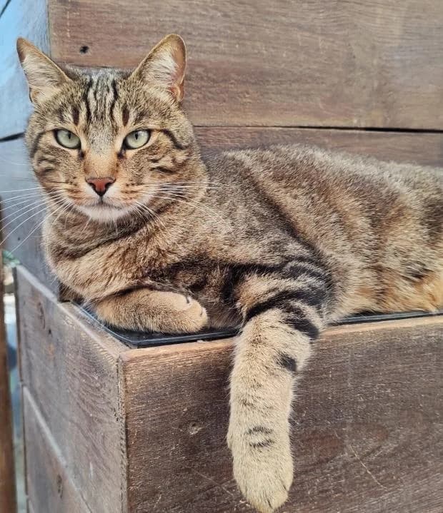 Jacks, male Mixed Breed for adoption at Fondation Brigitte Bardot, Paris