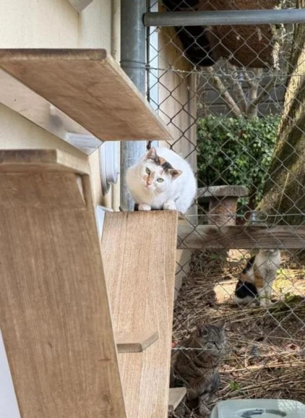 Feyrah, female Mixed Breed for adoption at Fondation Brigitte Bardot, Paris