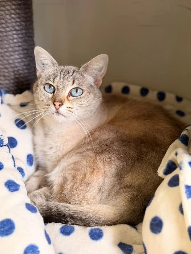 Perle, female Mixed Breed for adoption at Fondation Brigitte Bardot, Paris