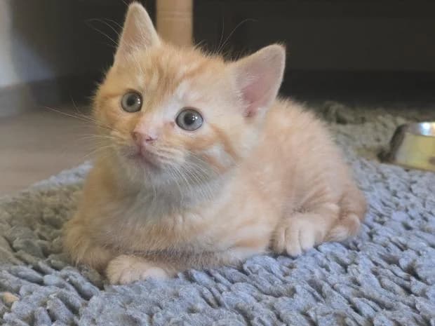 Lune, male Mixed Breed for adoption at Fondation Brigitte Bardot, Paris