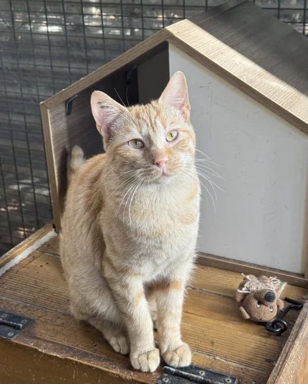 Lune, male Mixed Breed for adoption at Fondation Brigitte Bardot, Paris