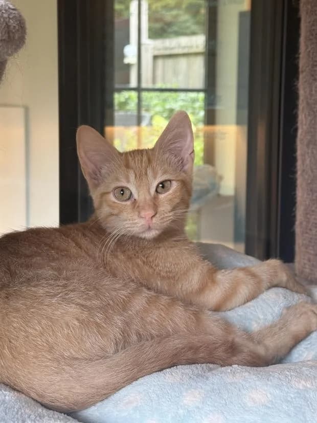 Lune, male Mixed Breed for adoption at Fondation Brigitte Bardot, Paris
