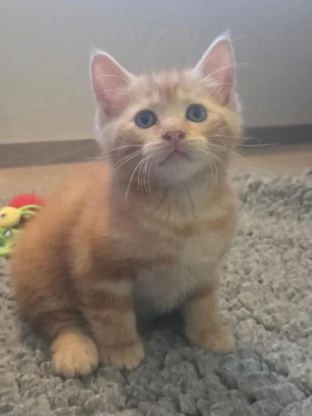 Boreale, male Mixed Breed for adoption at Fondation Brigitte Bardot, Paris