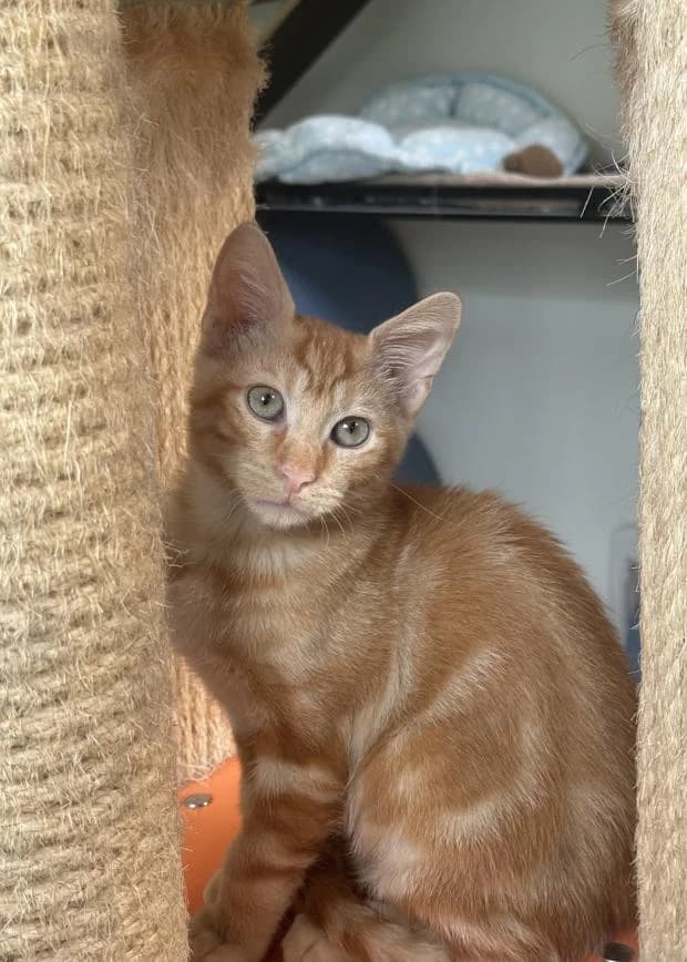 Boreale, male Mixed Breed for adoption at Fondation Brigitte Bardot, Paris