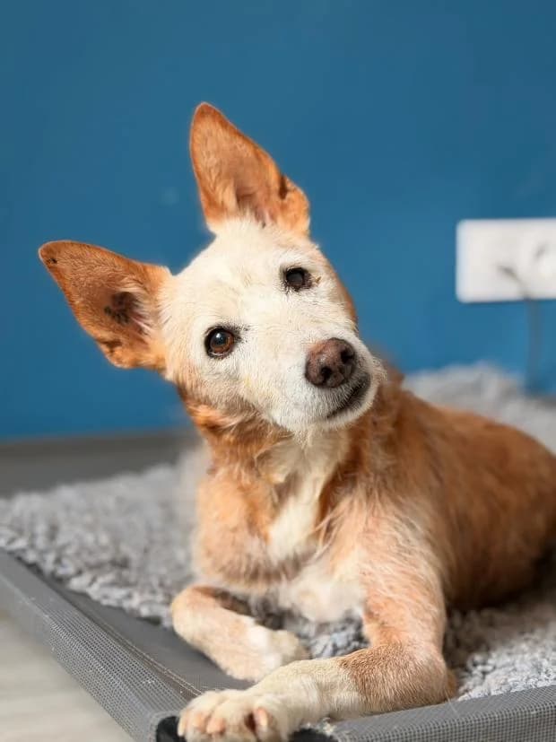Poupette, female Mixed Breed for adoption at Fondation Brigitte Bardot, Paris