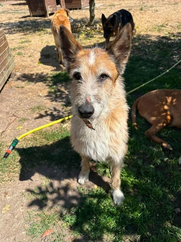 Baboo, male Mixed Breed for adoption at Fondation Brigitte Bardot, Paris