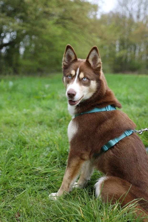 Vinye, female Mixed Breed for adoption at Fondation Brigitte Bardot, Paris