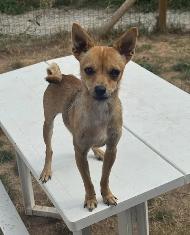Nemo, male Mixed Breed for adoption at Fondation Brigitte Bardot, Paris