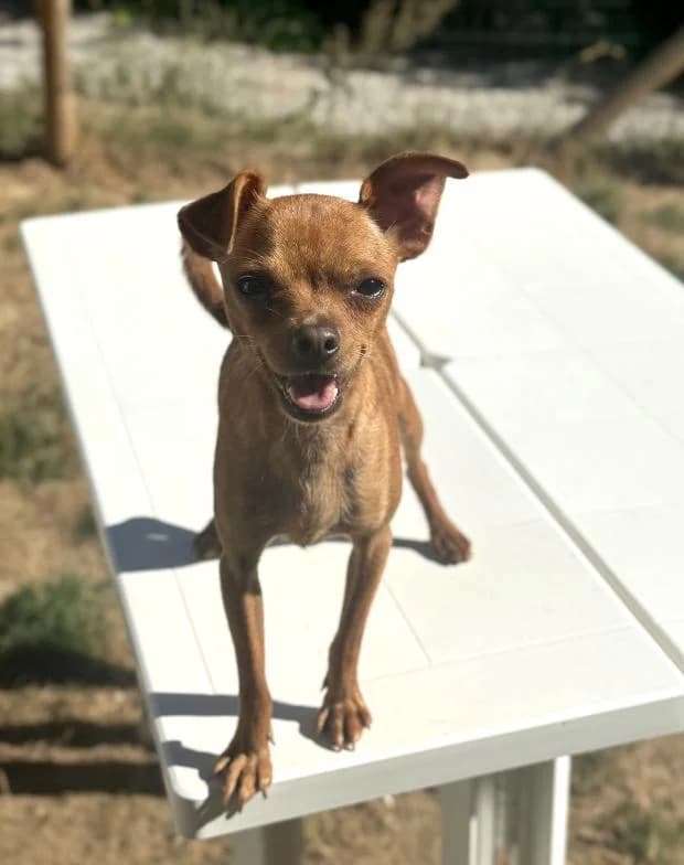Doug, male Mixed Breed for adoption at Fondation Brigitte Bardot, Paris
