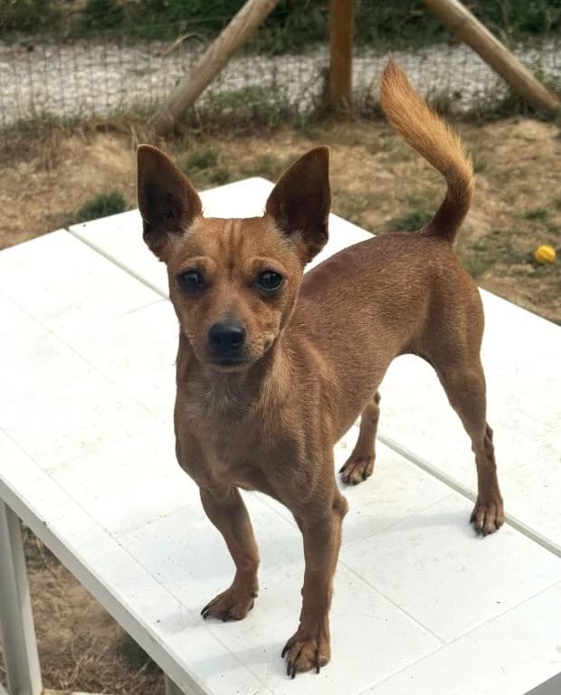 Scout, male Mixed Breed for adoption at Fondation Brigitte Bardot, Paris