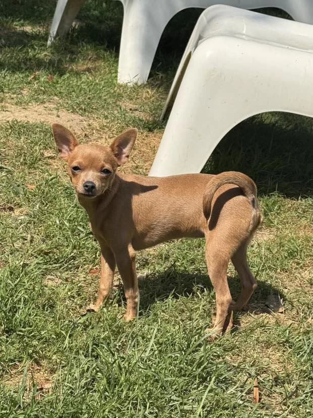 Maggie, female Mixed Breed for adoption at Fondation Brigitte Bardot, Paris