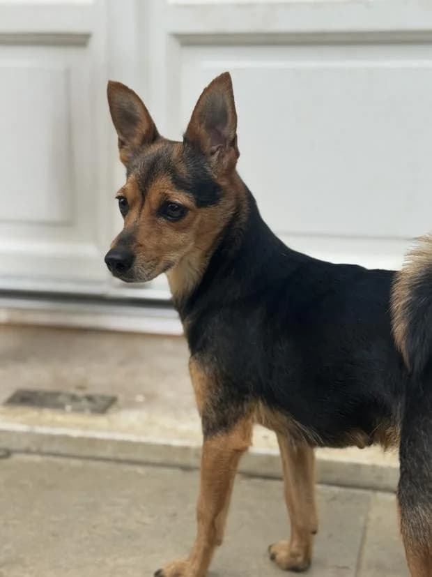 Samara, female Mixed Breed for adoption at Fondation Brigitte Bardot, Paris