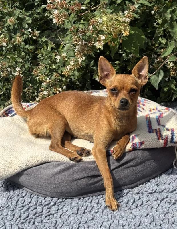 Kali, female Mixed Breed for adoption at Fondation Brigitte Bardot, Paris