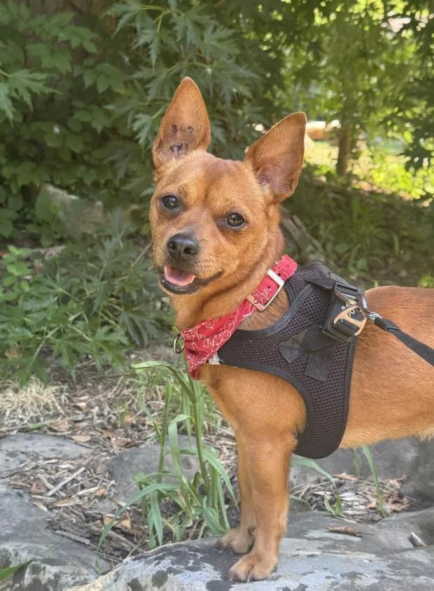 Buddy, male Mixed Breed for adoption at Fondation Brigitte Bardot, Paris