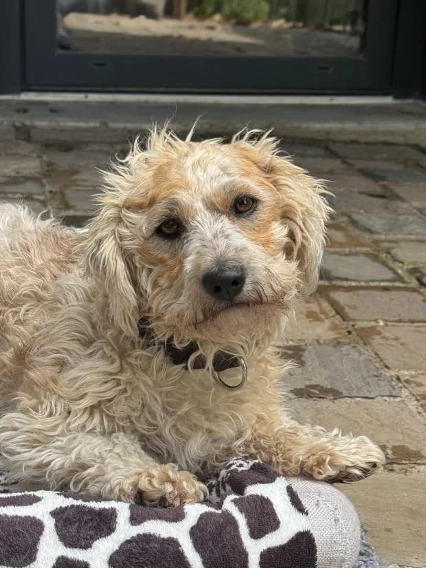 Tagada, female Mixed Breed for adoption at Fondation Brigitte Bardot, Paris