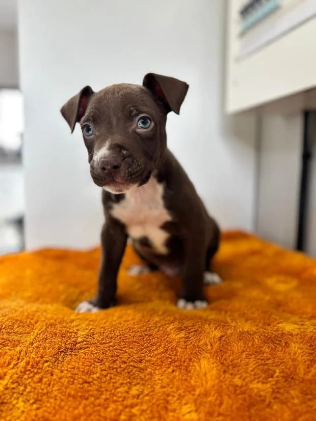 Snowy, male Mixed Breed for adoption at Fondation Brigitte Bardot, Paris